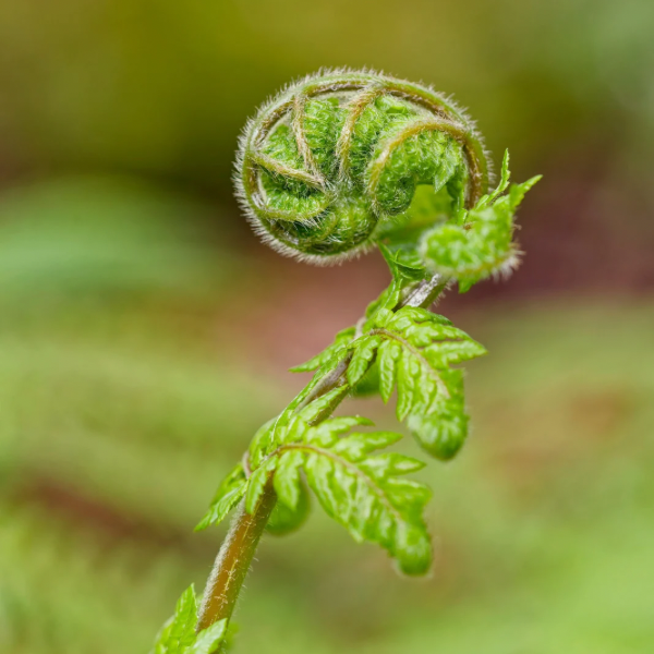 Close-up of a fern frond unfurling - symbolising steady, natural growth and resilience in midlife