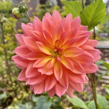 Vibrant coral dahlia in full bloom - symbolising midlife strength, confidence, and unapologetic power
