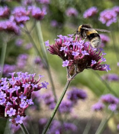 Close-up of a bee on verbena bonariensis flowers in summer garden - symbolising natural growth, resilience, and midlife flourishing.