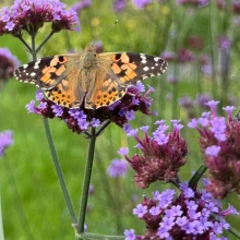 Butterfly resting on verbena bonariensis flowers - representing resilience, renewal, and sustainable midlife growth.